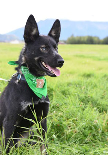 Dog Bandanas